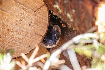 Ermine looks forward from hiding place