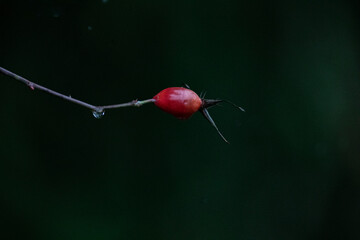 Rose hip in autumn