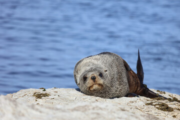 Neuseeländischer Seebär / New Zealand fur seal / Arctocephalus forsteri
