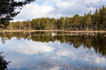 lake in the forest
