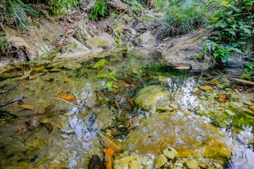 mexico_natural_jungla_mar_verde_azul_cascadas_conchas_arboles_piedras_agua_hojas_arena_montañas_atardecer_autopista