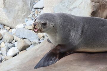 Neuseel&auml;ndischer Seeb&auml;r / New Zealand fur seal / Arctocephalus forsteri