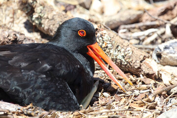 Neuseeländischer Austernfischer / Variable oystercatcher / Haematopus unicolor