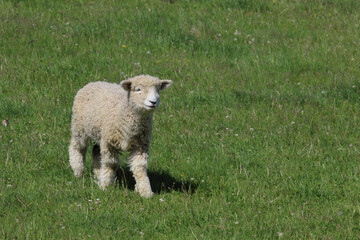 Romneyschaf / Romney sheep / Ovis.
