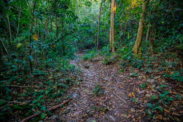 Fototapeta premium mexico_natural_jungla_mar_verde_azul_cascadas_conchas_arboles_piedras_agua_hojas_arena_montañas_atardecer_autopista