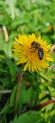 bee on a dandelion