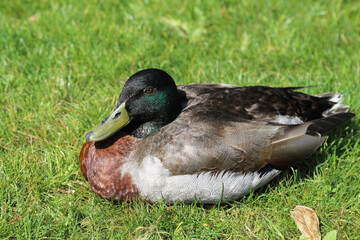 Stockente / Mallard / Anas platyrhynchos..