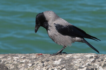 The crow looks at the worm in surprise.