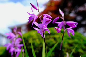 シランの花（春）