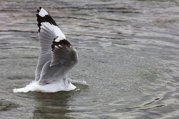 Fototapeta na wymiar Rotschnabelmöwe / Red-billed gull / Larus scopulinus