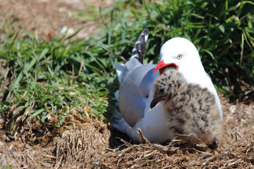 Rotschnabelmöwe / Red-billed gull / Larus scopulinus.