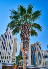 palm trees grow against the blue sky