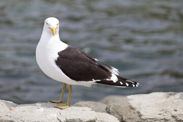 Dominikanermöwe / Southern black-backed gull / Larus dominicanus
