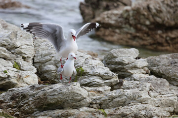 Rotschnabelmöwe / Red-billed gull / Larus scopulinus.