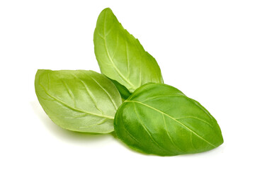 Fresh organic basil leaves, close-up, isolated on white background. High resolution image