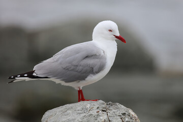 Rotschnabelmöwe / Red-billed gull / Larus scopulinus
