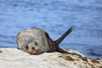 Neuseeländischer Seebär / New Zealand fur seal / Arctocephalus forsteri
