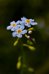 True forget-me-not in summer shade