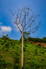 mexico_natural_jungla_mar_verde_azul_cascadas_conchas_arboles_piedras_agua_hojas_arena_montañas_atardecer_autopista