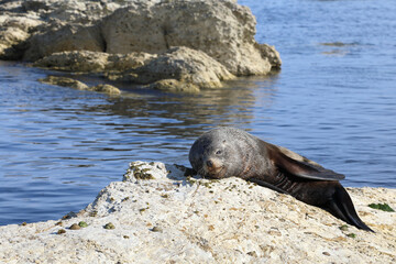 Neuseeländischer Seebär / New Zealand fur seal / Arctocephalus forsteri