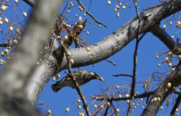 White cheeked starling is pecking a fruit of chinaberry against the background of a blue sky.