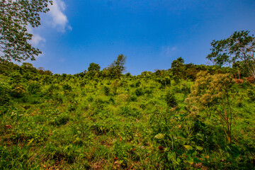 mexico_natural_jungla_mar_verde_azul_cascadas_conchas_arboles_piedras_agua_hojas_arena_montañas_atardecer_autopista