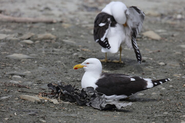 Dominikanermöwe / Southern black-backed gull / Larus dominicanus