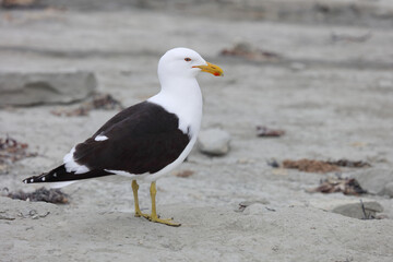 Dominikanerm&ouml;we / Southern black-backed gull / Larus dominicanus