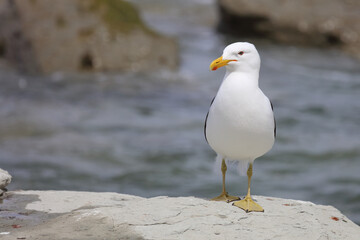 Dominikanermöwe / Southern black-backed gull / Larus dominicanus