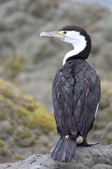 Elsterscharbe / Australian pied cormorant / Phalacrocorax varius