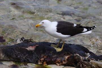 Dominikanermöwe / Southern black-backed gull / Larus dominicanus