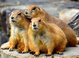 オグロプレーリードッグ