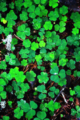 Background from plant clover four leaf. Irish traditional symbol. St.Patrick 's Day.