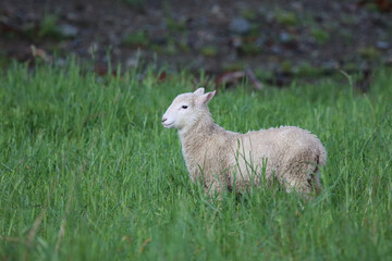 Coopworthschaf / Coopworth sheep / Ovis.