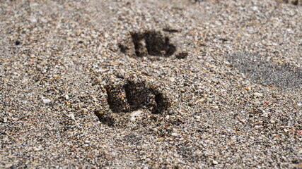 犬の散歩で砂浜に足跡