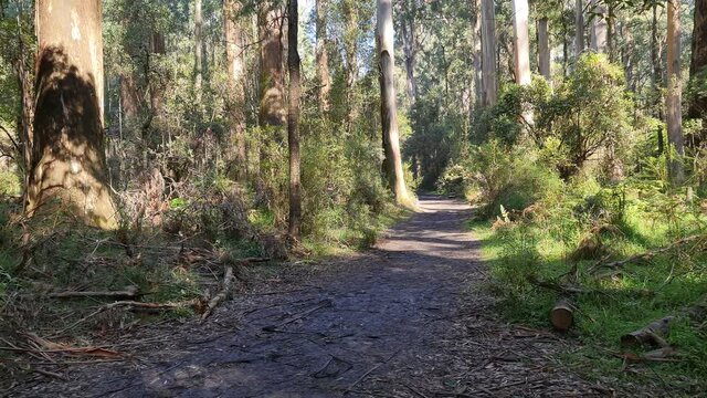 The Beautiful Dandenong Ranges, Stunning Eco System, Tall Mountain Ash Tree's, A Variety Of Fern's and Small Creeks Supports A Wide Array Of Australian Native Animals 