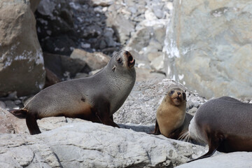 Neuseel&auml;ndischer Seeb&auml;r / New Zealand fur seal / Arctocephalus forsteri.