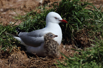 Rotschnabelmöwe / Red-billed gull / Larus scopulinus.
