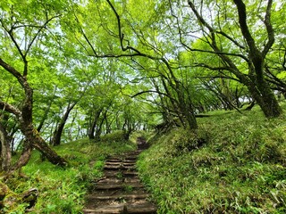 ブナ原生林の新緑
