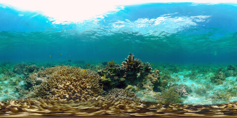 Fototapeta na wymiar Underwater Colorful Tropical Fishes. wonderful and beautiful underwater colorful fishes and corals in the tropical reef. Philippines. 360 panorama VR