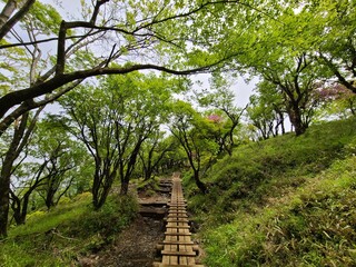 ブナ原生林の新緑
