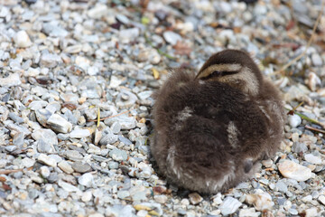 Stockente / Mallard / Anas platyrhynchos...