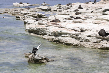 Elsterscharbe / Australian pied cormorant / Phalacrocorax varius