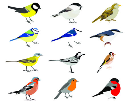 Set ob birds isolated on white background, stock illustration