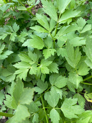 Wild celery close-up view growing up