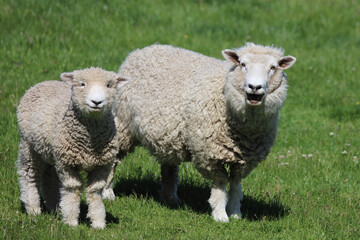 Romneyschaf / Romney sheep / Ovis.