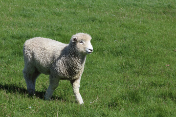 Romneyschaf / Romney sheep / Ovis.