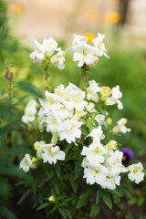 White double flowers snapdragon grow in the garden in summer
