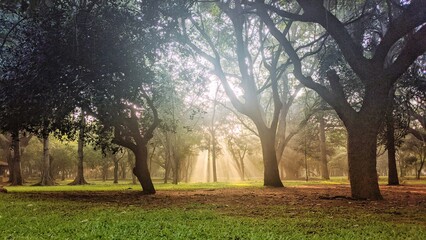 Fototapeta premium morning in the forest