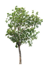 Tree isolated on white background for use in architectural design or more.